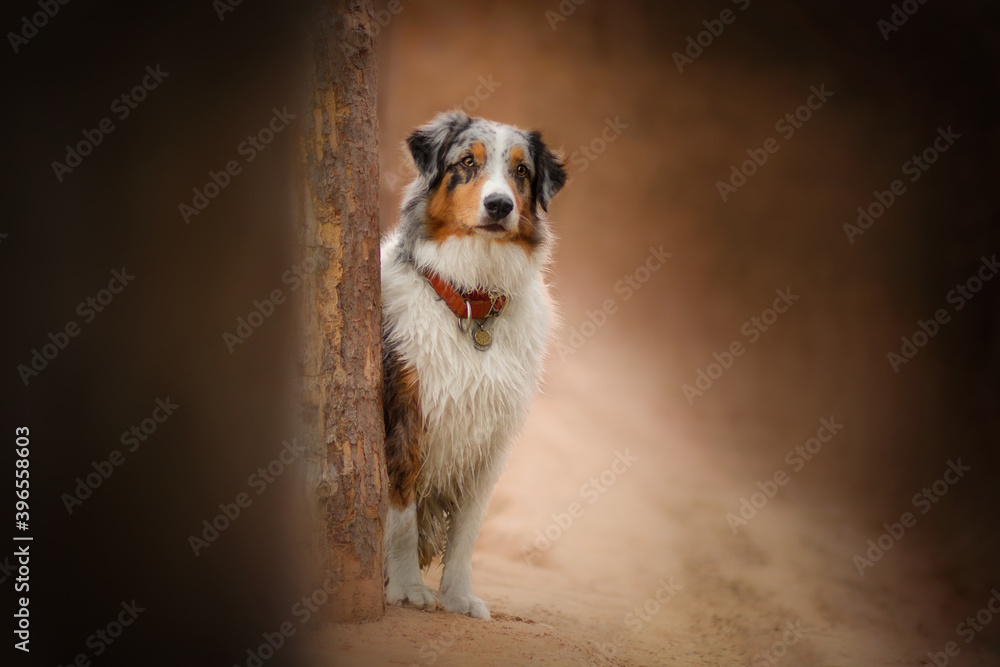 Obraz premium dog portrait