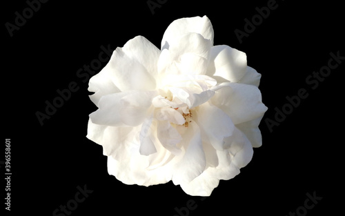 White rose isolated on black background