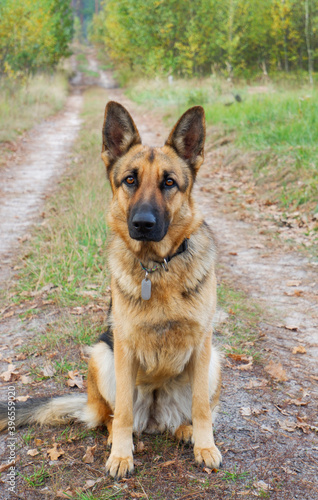 German shepherd female dog posing against the background of the autumn forest road