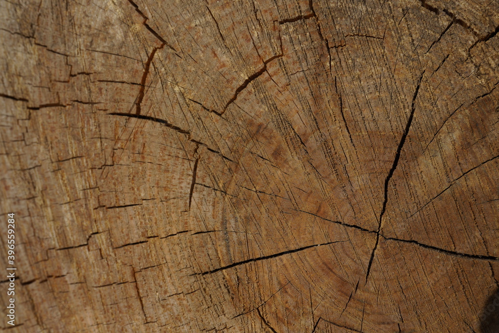 Fototapeta premium Detail of a ringed and cracked pine tree trunk