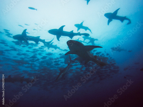 swarm of sharks swimming close to surface  shot from down to up 