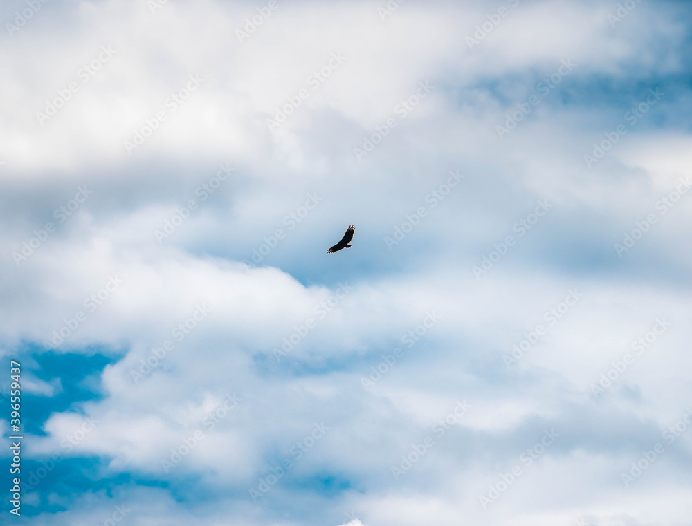 seagull in the sky seagull in the sky