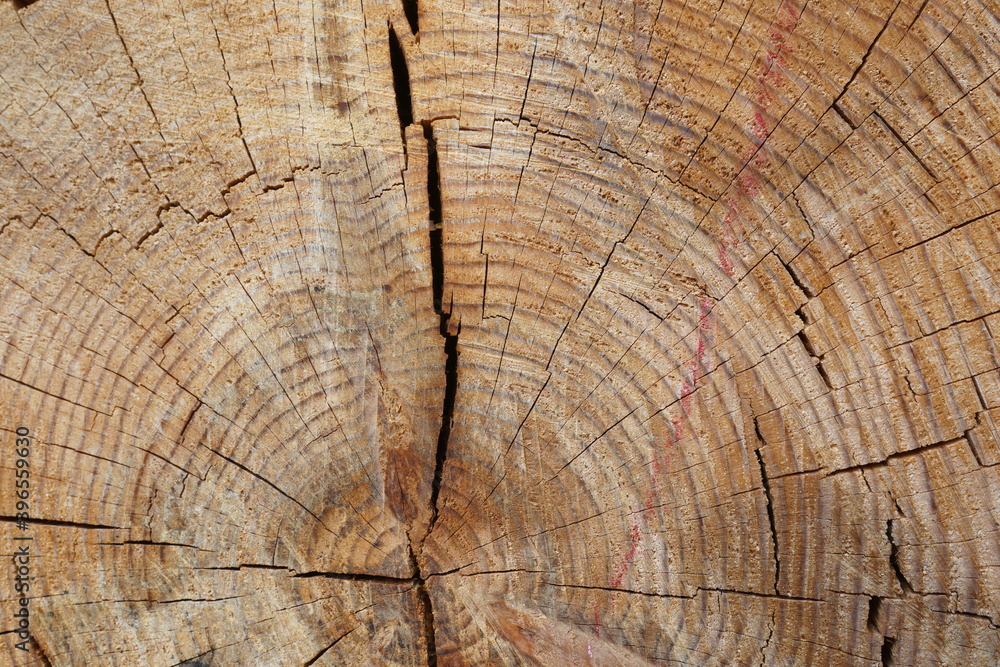 Fototapeta premium Detail of a ringed and cracked pine tree trunk