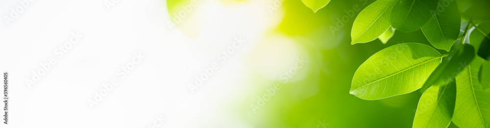 Nature of green leaf in garden at summer. Natural green leaves plants using as spring background cover page greenery environment ecology wallpaper Nature of green leaf in garden at summer. Natural green leaves plants using as spring background cover page greenery environment ecology wallpaper
