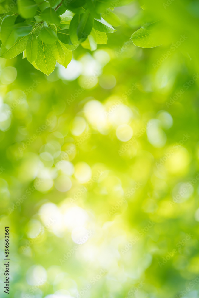Nature of green leaf in garden at summer. Natural green leaves plants using as spring background cover page greenery environment ecology wallpaper Nature of green leaf in garden at summer. Natural green leaves plants using as spring background cover page greenery environment ecology wallpaper