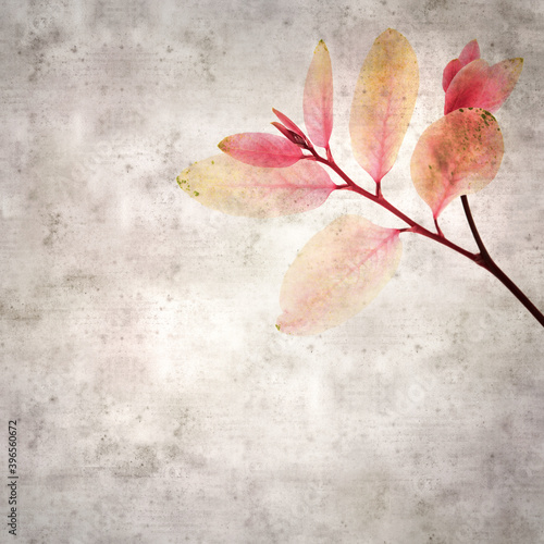 stylish textured old paper background with a twing of snowbush Breynia disticha with pink leaves