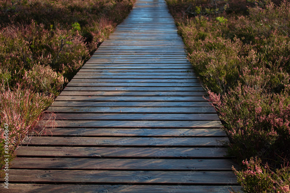 wet wooden path between Heather bushes on the moor wet wooden path between Heather bushes on the moor