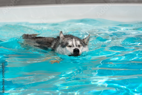 A young Siberian Husky female dog with closed eyes is swimming in a pool. She has wet grey and white fur. The water has an azure and blue color, with waves and splashes. It's a sunny summer day.