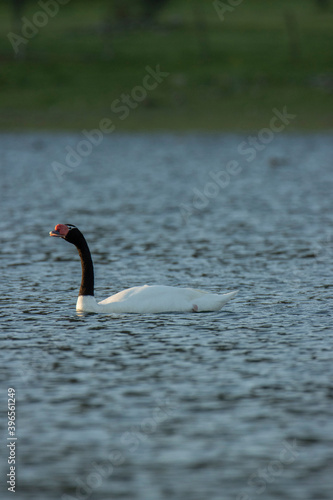 black necked swan in the lake