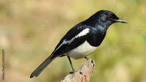 A male oriental magpie robin bird on nature background