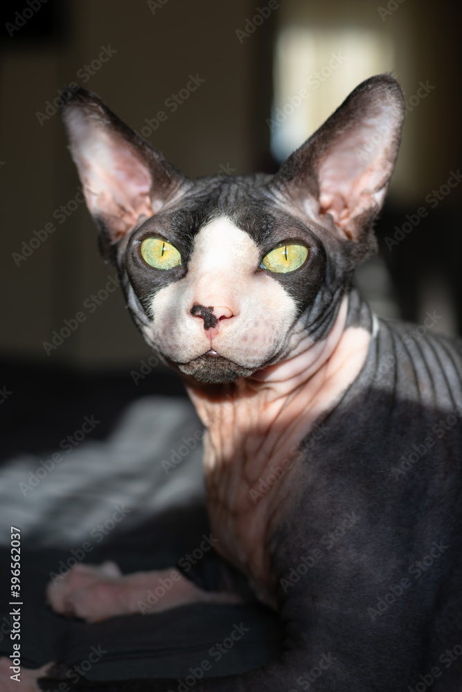 Grey purebred cat canadian sphynx with green eyes Grey purebred cat canadian sphynx with green eyes