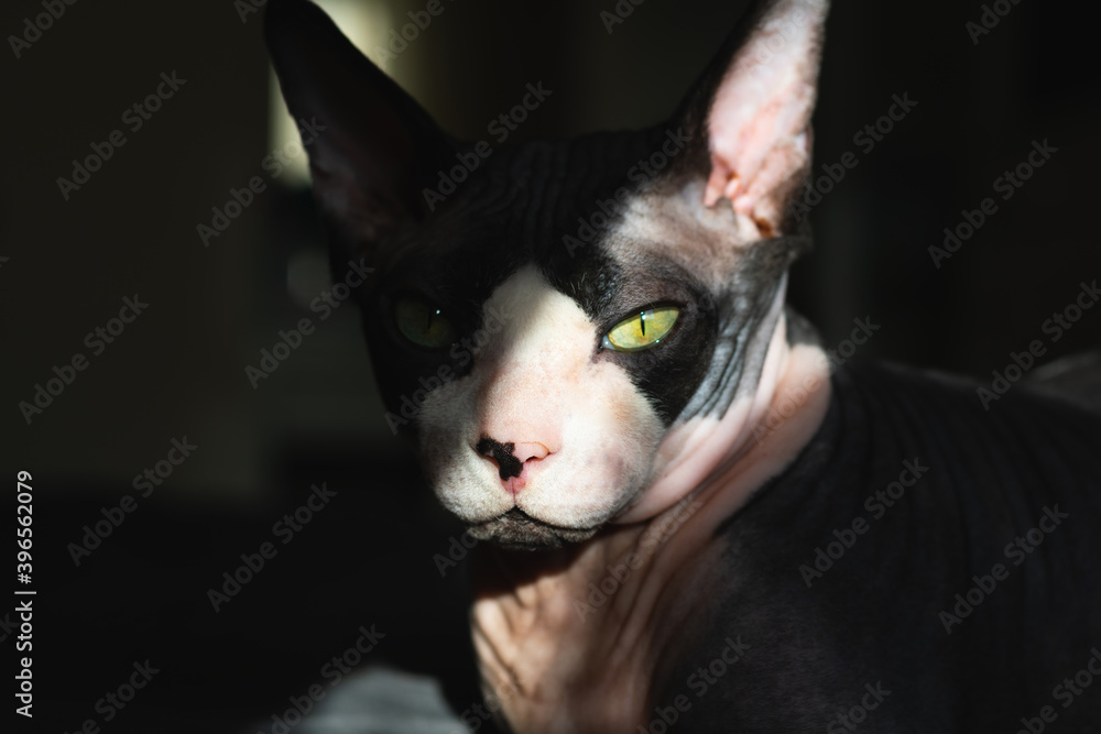 Purebred cat canadian sphynx lies on the bed.