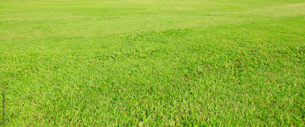 Fototapeta green grass field