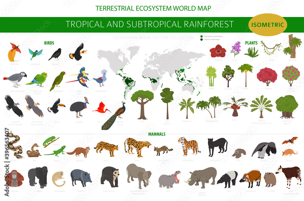 Tropical and subtropical rainforest biome, natural region infographic. Amazonian, African, asian, australian rainforests. Animals, birds and vegetations ecosystem 3d isometric design set Stock Vector | Adobe Stock Tropical and subtropical rainforest biome, natural region infographic. Amazonian, African, asian, australian rainforests. Animals, birds and vegetations ecosystem 3d isometric design set Stock Vector | Adobe Stock