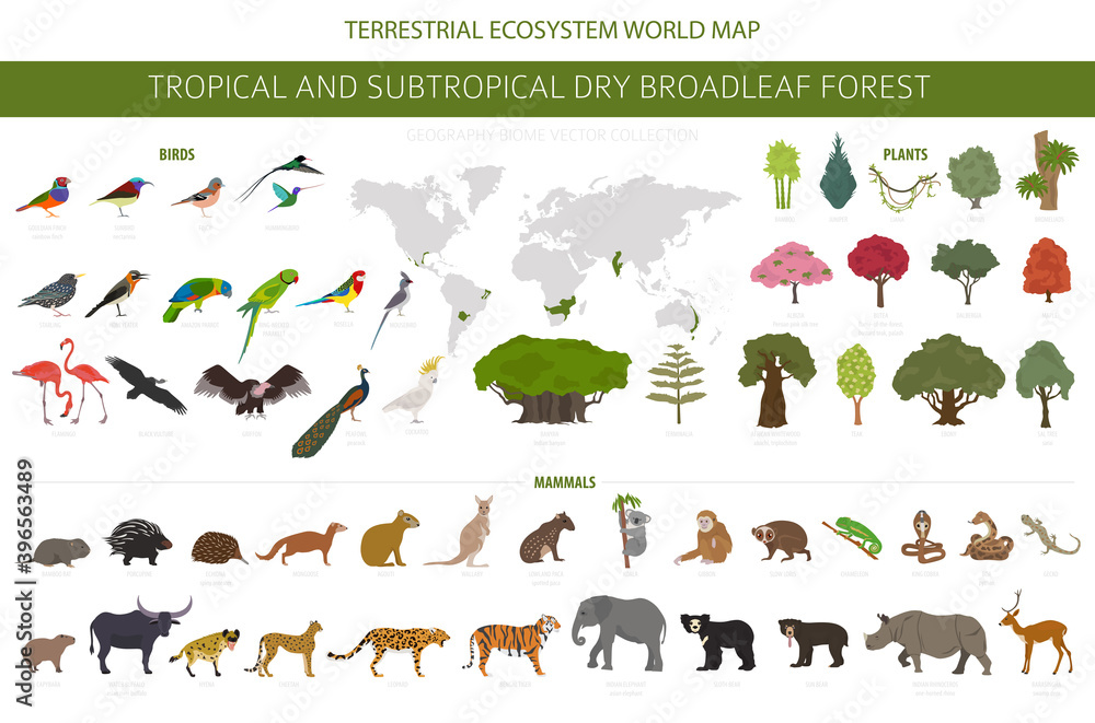 Tropical and subtropical dry broadleaf forest biome, natural region ...