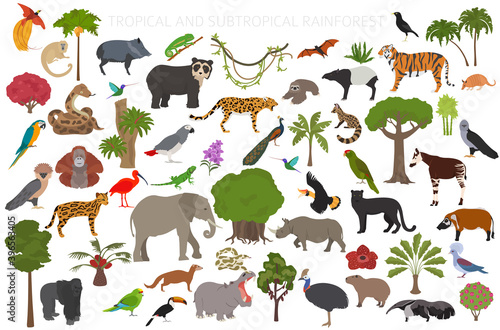 Tropical and subtropical rainforest biome, natural region infographic. Amazonian, African, asian, australian rainforests. Animals, birds and vegetations ecosystem design set