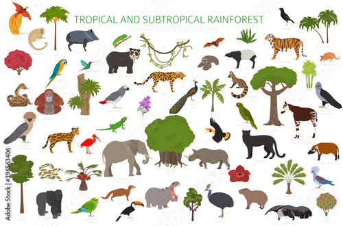 Tropical and subtropical rainforest biome, natural region infographic. Amazonian, African, asian, australian rainforests. Animals, birds and vegetations ecosystem design set