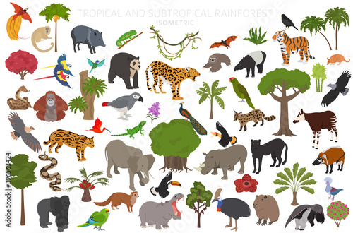 Tropical and subtropical rainforest biome, natural region infographic. Amazonian, African, asian, australian rainforests. Animals, birds and vegetations ecosystem 3d isometric design set