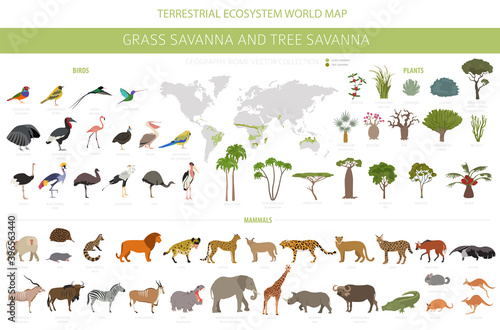 Fototapeta Tree savanna and grass savanna biome, natural region infographic