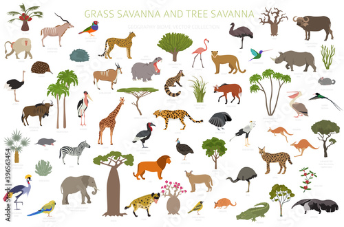 Photo Tree savanna and grass savanna biome, natural region infographic