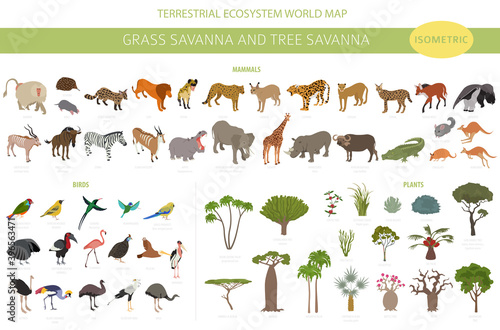 Tree savanna and grass savanna biome, natural region isometric 3d infographic. Woodland and grassland savannah, prarie, pampa. Animals, birds and vegetations ecosystem design set.