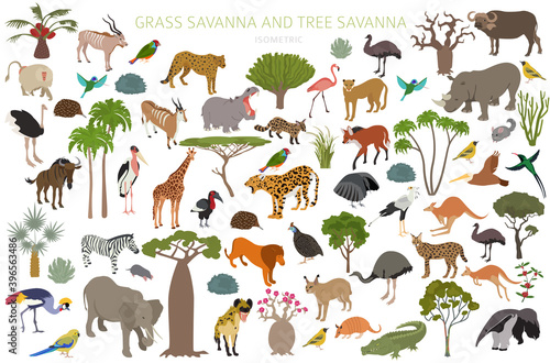 Tree savanna and grass savanna biome, natural region isometric 3d infographic. Woodland and grassland savannah, prarie, pampa. Animals, birds and vegetations ecosystem design set.