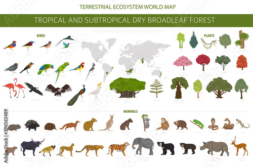 Tropical and subtropical dry broadleaf forest biome, natural region infographic. Seasonal forests. Animals, birds and vegetations ecosystem design set