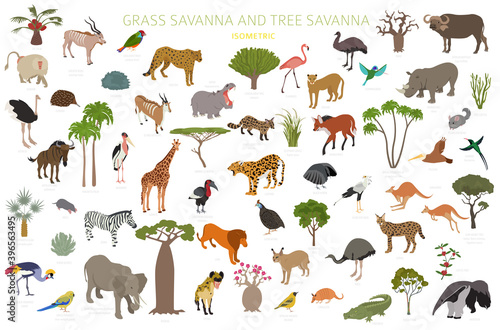 Tree savanna and grass savanna biome, natural region isometric 3d infographic. Woodland and grassland savannah, prarie, pampa. Animals, birds and vegetations ecosystem design set.