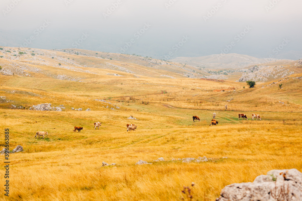 Obraz premium Cows in the mountains. Looks like Milka TVC 