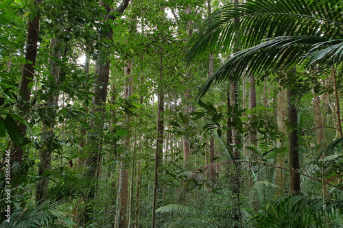 Tropical trees in the Rainforest