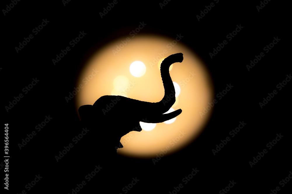 Fototapeta premium elephant head side view