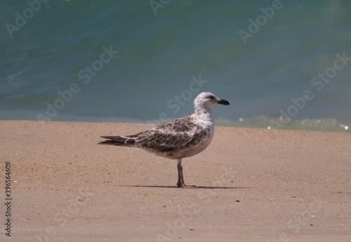 seagull standing at the beach © Simone
