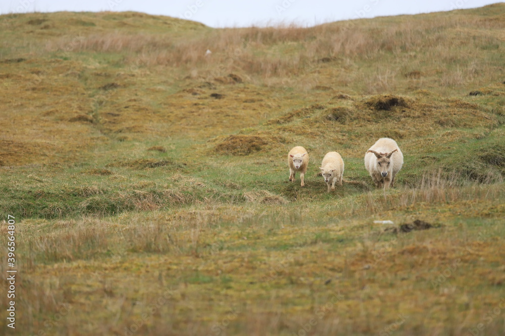 sheep in the field sheep in the field
