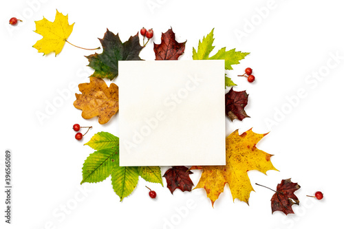 Autumn pattern. Frame made of Green  yellow dried leaves  red berry isolated on white background for greeting card. Autumn  fall  halloween concept.