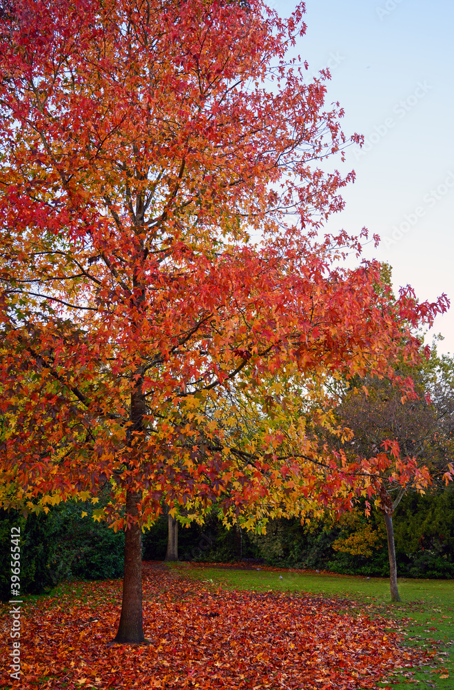 Autumn scene with tree in Kelsey Park, Beckenham, Kent, UK. The tree has colorful red leaves and a carpet of red leaves lies on the ground. Image of England in the fall. 