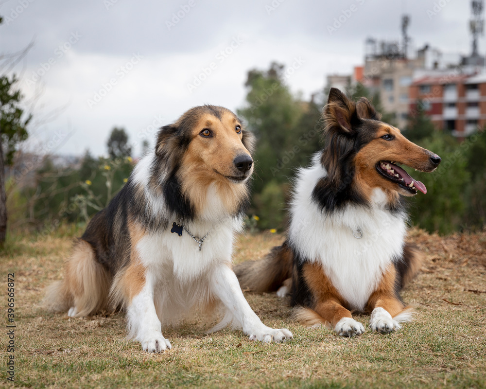 two beautiful long haired rough collie dogs in nature setting two beautiful long haired rough collie dogs in nature setting