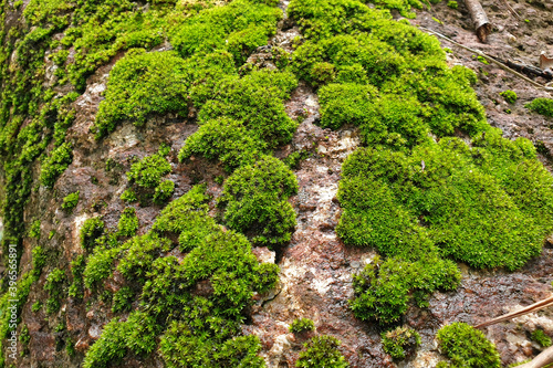 Green moss textured background in the forest.