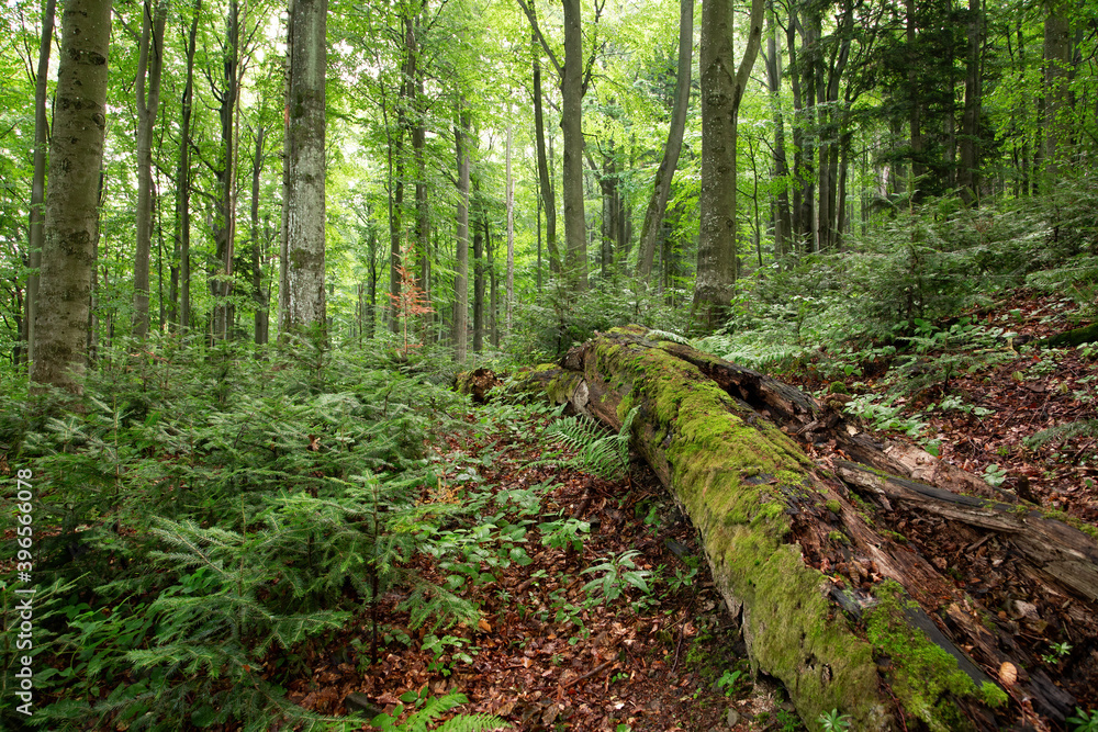Old-growth forest with rotting trunk covered with green moss and young trees growing around. Unspoiled nature scenery in summer inside Stuzica area, Poloniny national park, Slovakia.