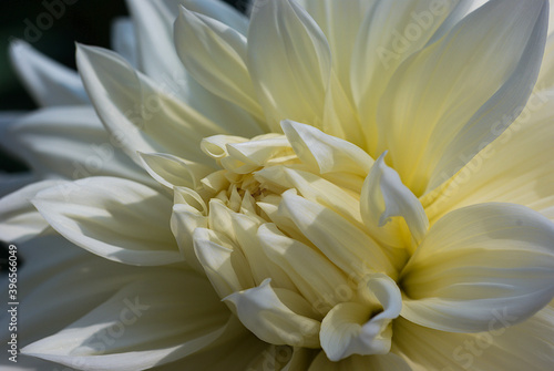 white dahlia flower © osamu sakairi