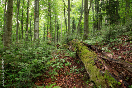 Obraz na płótnie Old-growth forest with rotting trunk covered with green moss and young trees growing around. Unspoiled nature scenery in summer inside Stuzica area, Poloniny national park, Slovakia. w salonie