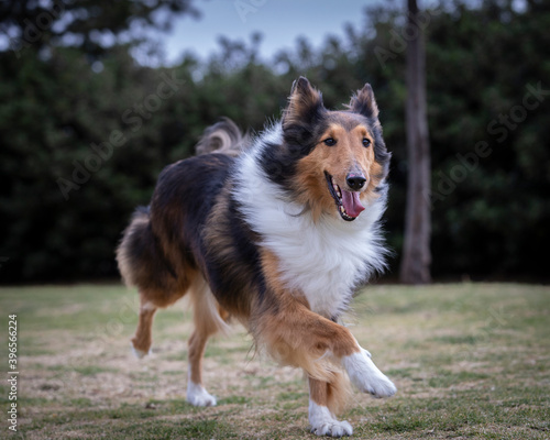 portrait of happy collie dog running and jumping outside in nature