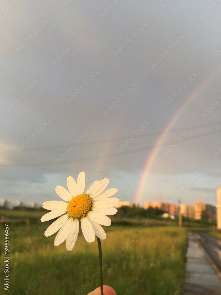 Naklejka premium rainbow on the meadow