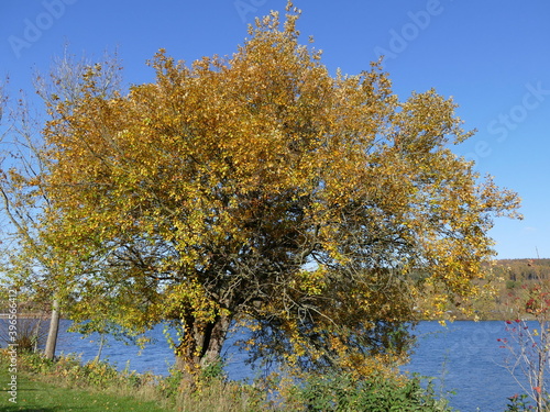 Stille Herbstscene am Sorpesee in Nordrhein-Westfalen quiet autumn scenery at sorpe reserervoir in north rhine- westphalia, germany