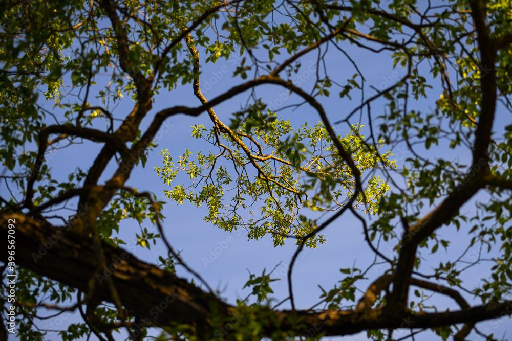 Sun highlighted green leaves glowing through tree branches. Sun highlighted green leaves glowing through tree branches.