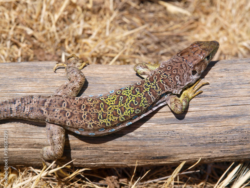 ocellated lizard, timon lepidus, lacerta lepida photo