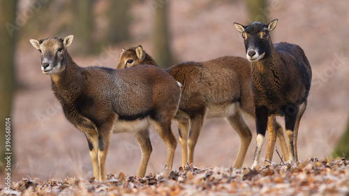 Cuadro en lienzo Group of mouflons, ovis musimon, looking inside forest in autumn nature