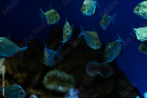Silver dollar (Metynnis lippincottianus) floats in a freshwater aquarium photo