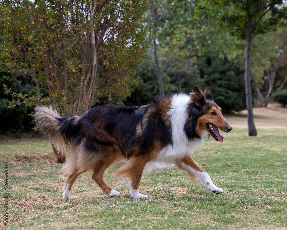 happy rough collie purebred dog walking in nature happy rough collie purebred dog walking in nature