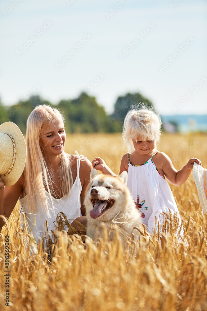 Cute baby girl with mom and dog on wheat field. Happy young family enjoy time together at the nature. Mom, little baby girl and dog husky resting outdoors. togetherness, love, happiness concept. Cute baby girl with mom and dog on wheat field. Happy young family enjoy time together at the nature. Mom, little baby girl and dog husky resting outdoors. togetherness, love, happiness concept.