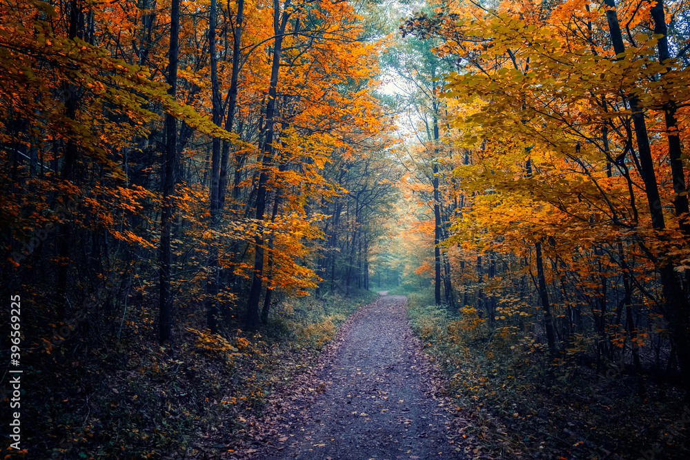 beautiful autumn forest in the mist 